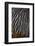 Jungle Cock Feathers-Darrell Gulin-Framed Photographic Print