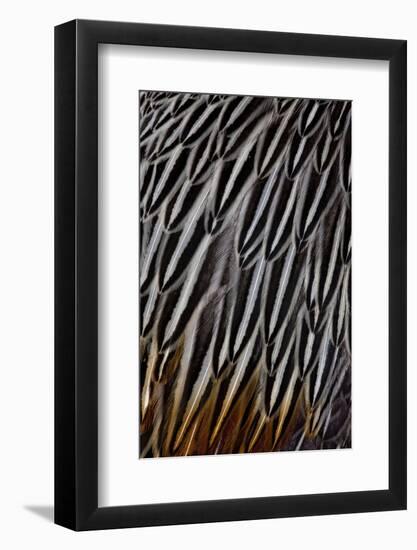 Jungle Cock Feathers-Darrell Gulin-Framed Photographic Print