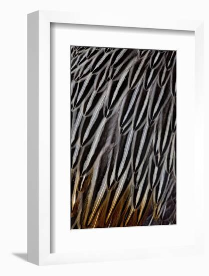 Jungle Cock Feathers-Darrell Gulin-Framed Photographic Print