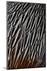 Jungle Cock Feathers-Darrell Gulin-Mounted Photographic Print