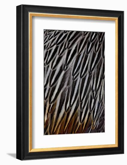 Jungle Cock Feathers-Darrell Gulin-Framed Photographic Print