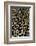 Jungle Cock Feathers-Darrell Gulin-Framed Photographic Print