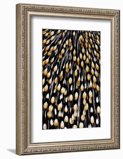 Jungle Cock Feathers-Darrell Gulin-Framed Photographic Print