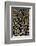 Jungle Cock Feathers-Darrell Gulin-Framed Photographic Print