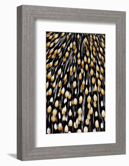 Jungle Cock Feathers-Darrell Gulin-Framed Photographic Print