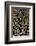 Jungle Cock Feathers-Darrell Gulin-Framed Photographic Print