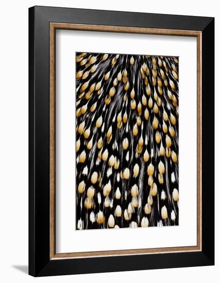 Jungle Cock Feathers-Darrell Gulin-Framed Photographic Print