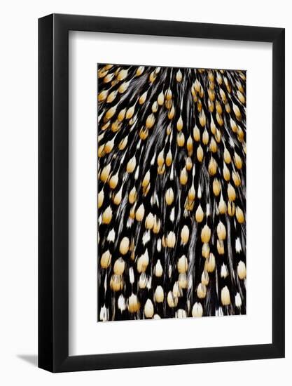 Jungle Cock Feathers-Darrell Gulin-Framed Photographic Print