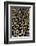 Jungle Cock Feathers-Darrell Gulin-Framed Photographic Print