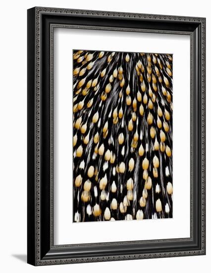 Jungle Cock Feathers-Darrell Gulin-Framed Photographic Print