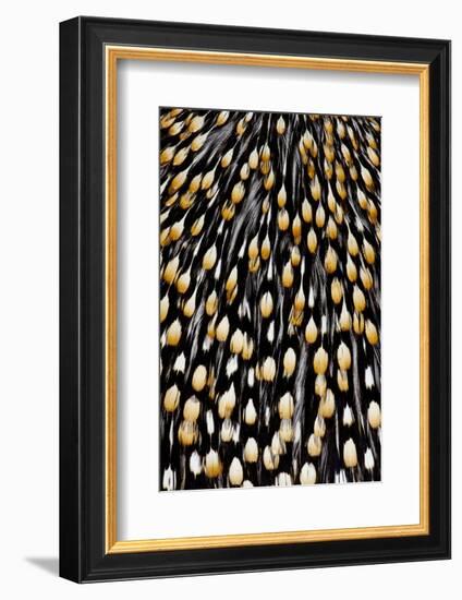 Jungle Cock Feathers-Darrell Gulin-Framed Photographic Print