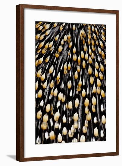 Jungle Cock Feathers-Darrell Gulin-Framed Photographic Print