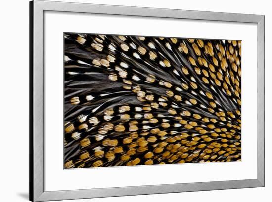 Jungle Cock Feathers-Darrell Gulin-Framed Photographic Print