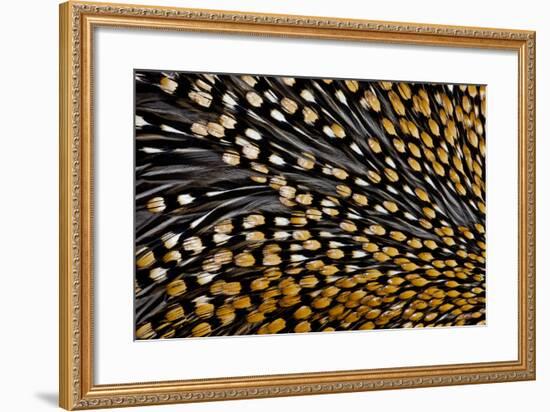 Jungle Cock Feathers-Darrell Gulin-Framed Photographic Print