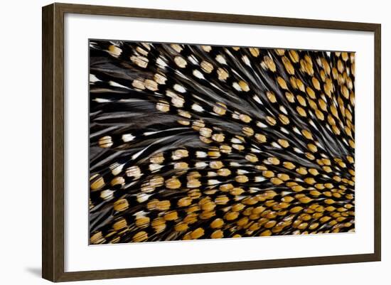 Jungle Cock Feathers-Darrell Gulin-Framed Photographic Print