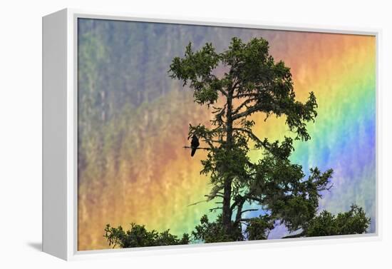 Jungle Crow (Corvus Macrorhynchos) Perched On Tree Branch With Rainbow-Dong Lei-Framed Premier Image Canvas