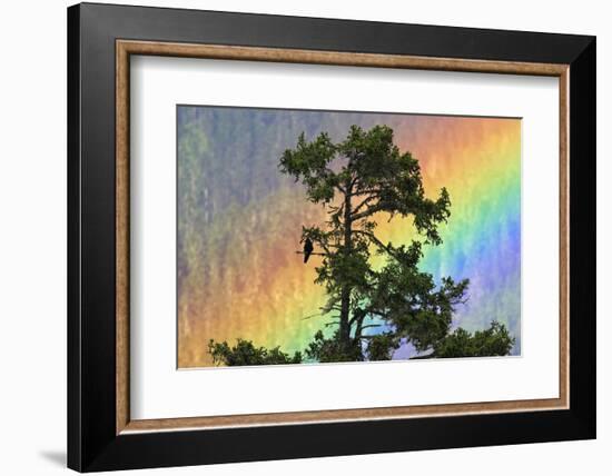 Jungle Crow (Corvus Macrorhynchos) Perched On Tree Branch With Rainbow-Dong Lei-Framed Photographic Print