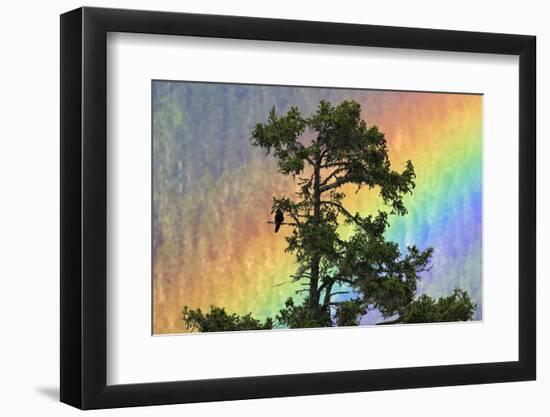 Jungle Crow (Corvus Macrorhynchos) Perched On Tree Branch With Rainbow-Dong Lei-Framed Photographic Print