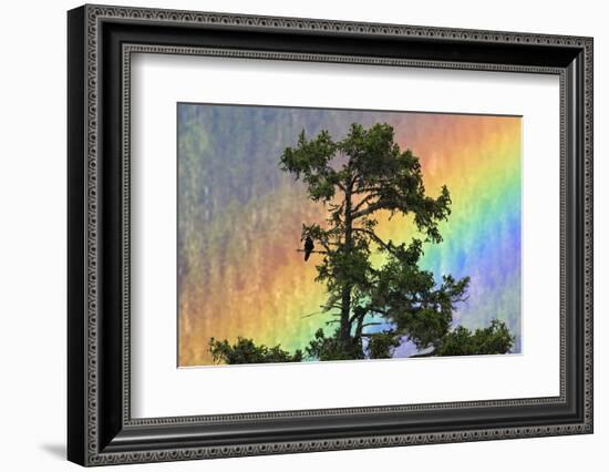 Jungle Crow (Corvus Macrorhynchos) Perched On Tree Branch With Rainbow-Dong Lei-Framed Photographic Print