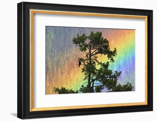 Jungle Crow (Corvus Macrorhynchos) Perched On Tree Branch With Rainbow-Dong Lei-Framed Photographic Print