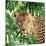 Jungle Eyes 2-Kimberly Allen-Mounted Art Print