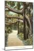 Jungle, Palm Beach, Florida-null-Mounted Art Print