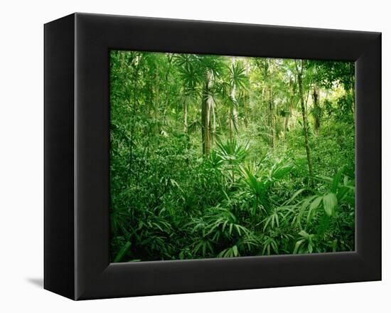 Jungle, Tikal, Guatemala-null-Framed Premier Image Canvas