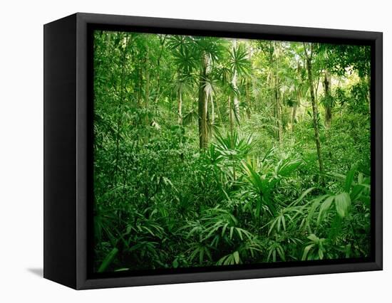 Jungle, Tikal, Guatemala-null-Framed Premier Image Canvas