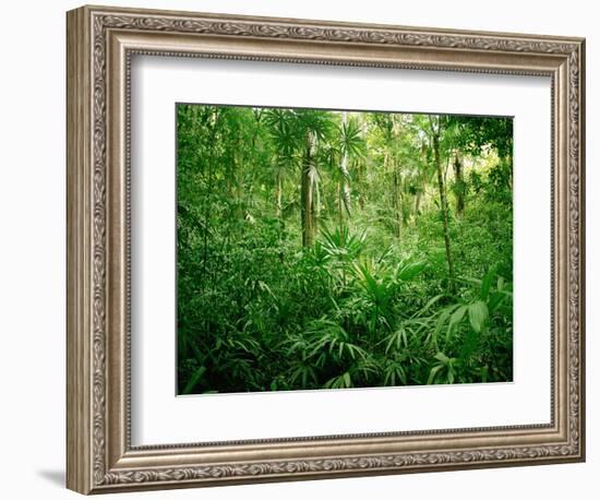 Jungle, Tikal, Guatemala-null-Framed Photographic Print
