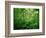 Jungle, Tikal, Guatemala-null-Framed Photographic Print