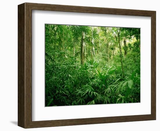 Jungle, Tikal, Guatemala-null-Framed Photographic Print