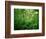 Jungle, Tikal, Guatemala-null-Framed Photographic Print