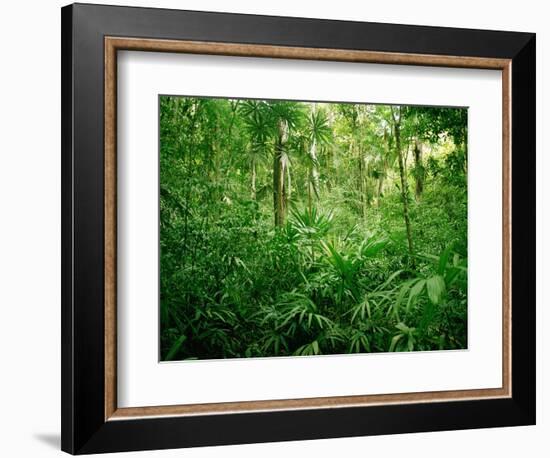 Jungle, Tikal, Guatemala-null-Framed Photographic Print