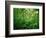 Jungle, Tikal, Guatemala-null-Framed Photographic Print