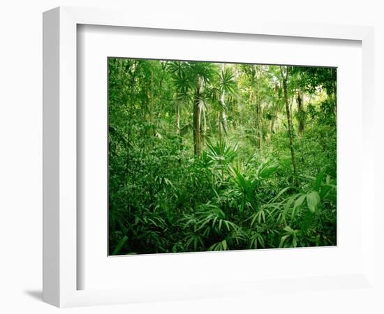 Jungle, Tikal, Guatemala-null-Framed Photographic Print