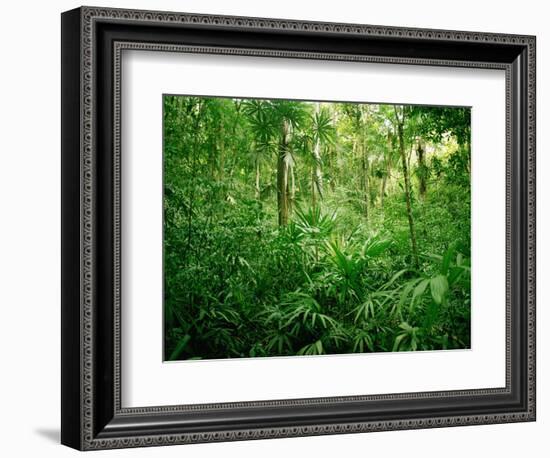 Jungle, Tikal, Guatemala-null-Framed Photographic Print