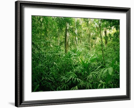 Jungle, Tikal, Guatemala-null-Framed Photographic Print