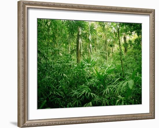 Jungle, Tikal, Guatemala-null-Framed Photographic Print