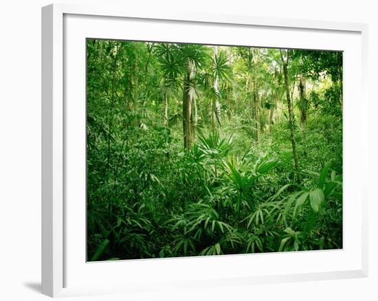 Jungle, Tikal, Guatemala-null-Framed Photographic Print