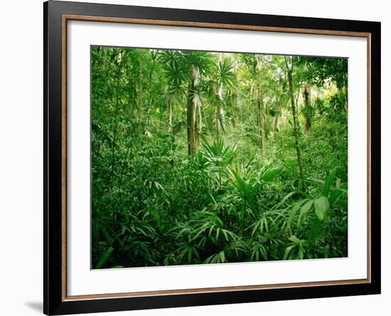 Jungle, Tikal, Guatemala-null-Framed Photographic Print