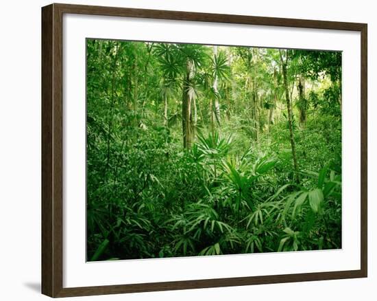 Jungle, Tikal, Guatemala-null-Framed Photographic Print