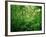 Jungle, Tikal, Guatemala-null-Framed Photographic Print