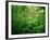 Jungle, Tikal, Guatemala-null-Framed Photographic Print