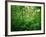 Jungle, Tikal, Guatemala-null-Framed Photographic Print