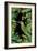 Jungle with Green Toucan-Andrea Haase-Framed Giclee Print