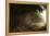 Jungle-Stephane Belin-Framed Stretched Canvas