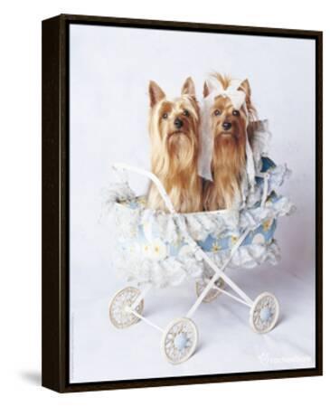 yorkshire terrier junior