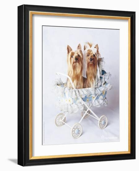 Junior and Bobo-Rachael Hale-Framed Art Print