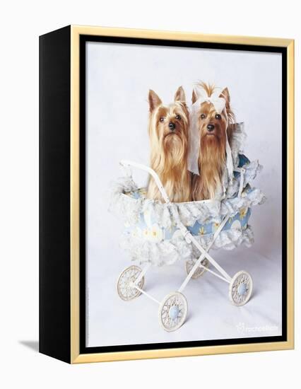 Junior and Bobo-Rachael Hale-Framed Premier Image Canvas