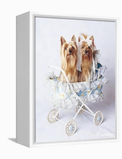 Junior and Bobo-Rachael Hale-Framed Premier Image Canvas